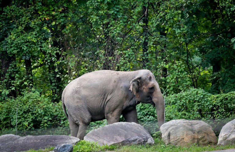 Happy, who taught researchers that elephants can recognize themselves, is euthanized at Bronx Zoo | iNFOnews.ca