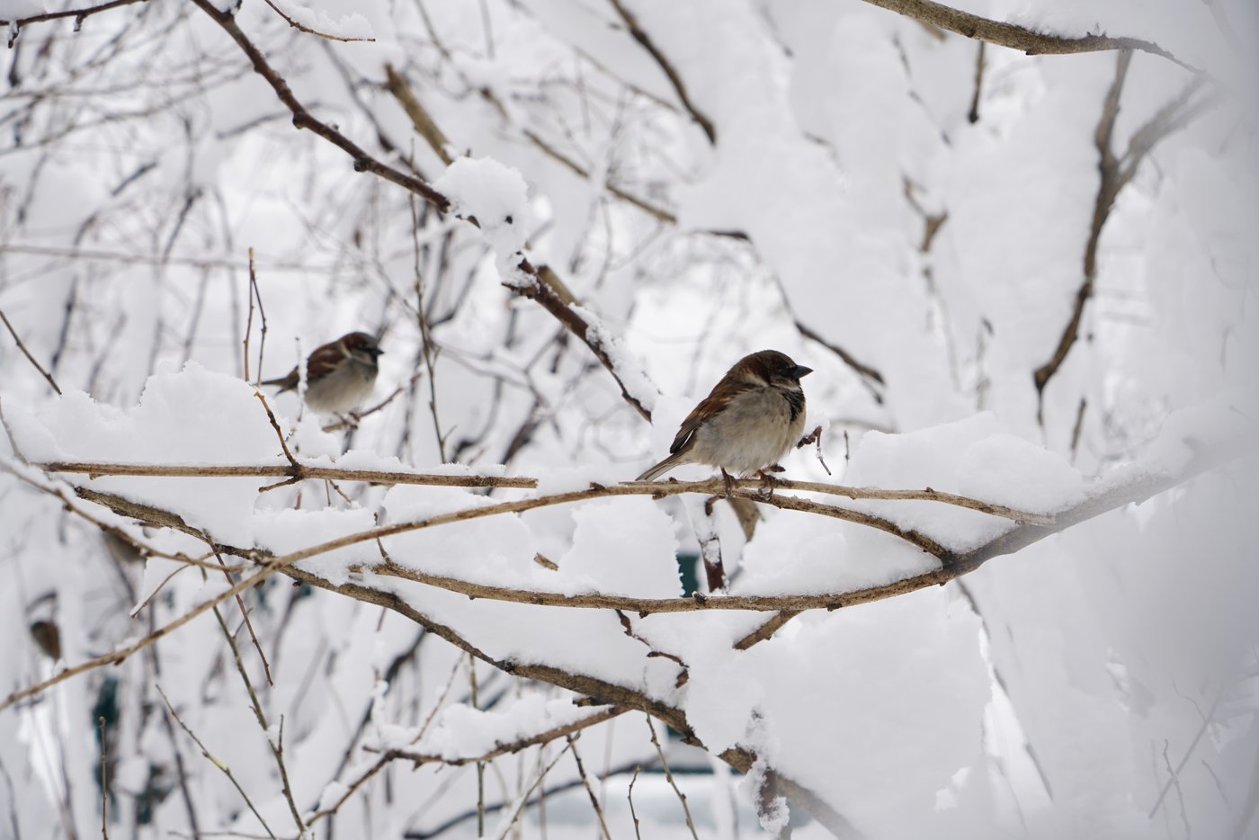 Photos of a massive snowstorm pummeling northeast US | iNFOnews.ca