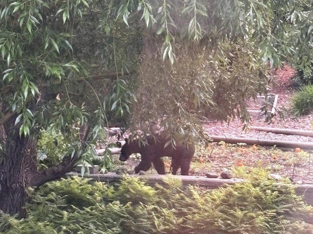 iN PHOTOS: Bears already bulking up in Okanagan, Kamloops | iNFOnews.ca