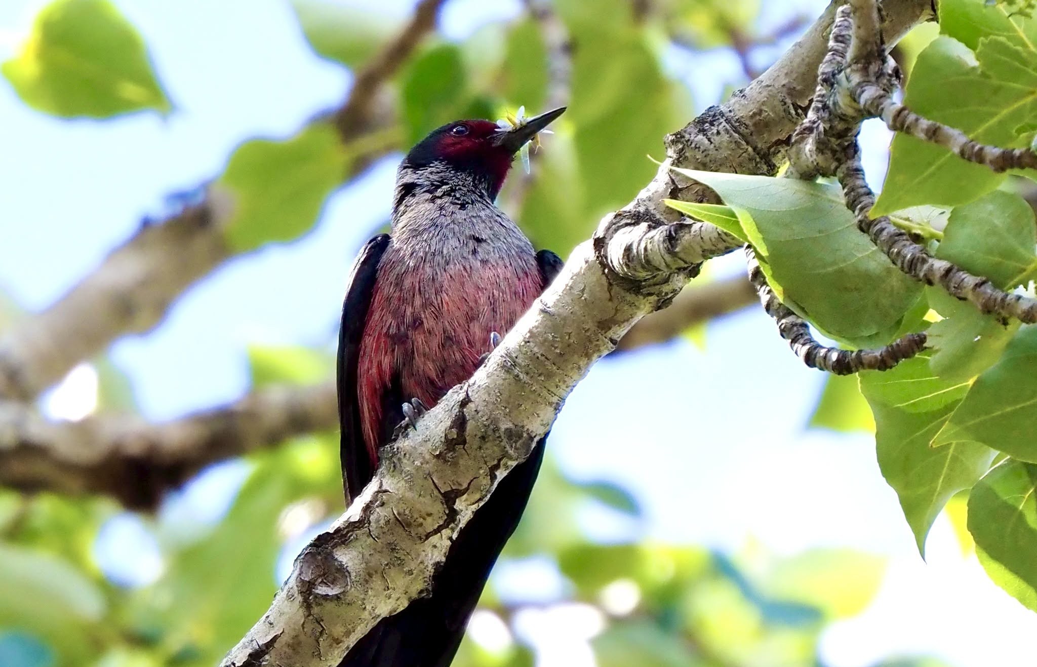 A bird with a bug in its beak perches on a branch.