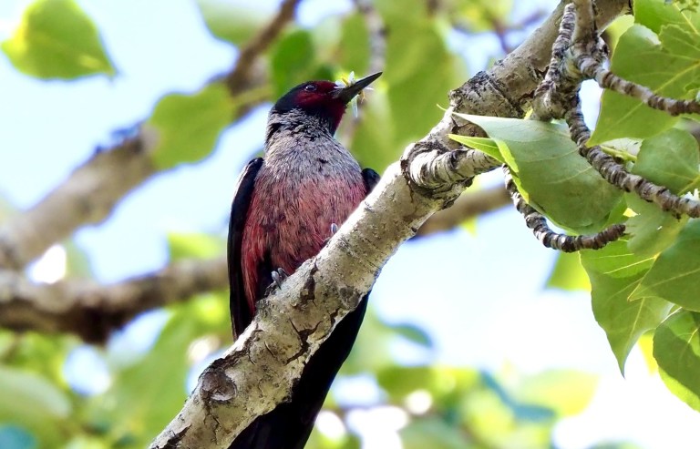 A bird with a bug in its beak perches on a branch.