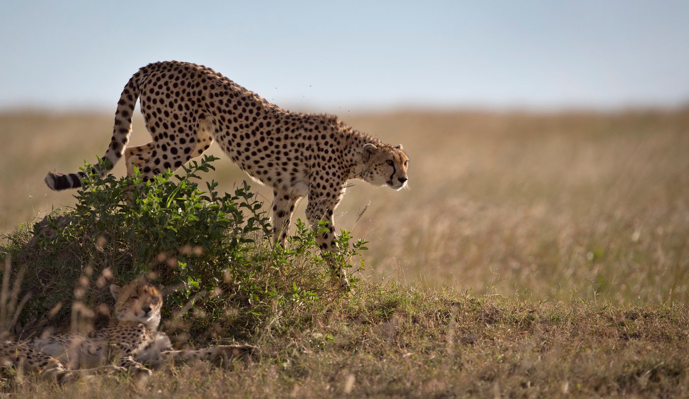 How a sperm bank for cheetahs might one day save the fastest land animal | iNFOnews.ca