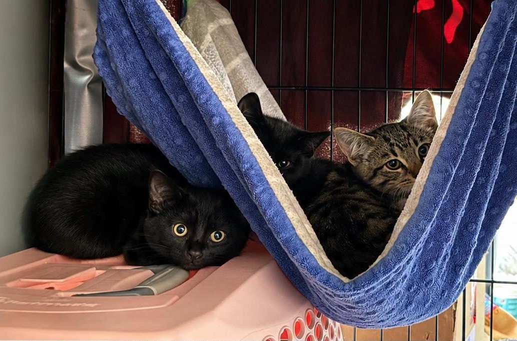 Three cats peer out from inside a blanket.