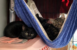 Three cats peer out from inside a blanket.