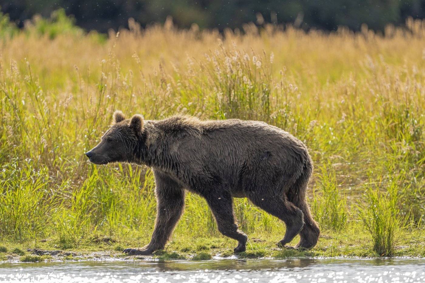 Online voting in Alaska's Fat Bear Week contest starts after an attack killed 1 contestant | iNFOnews.ca