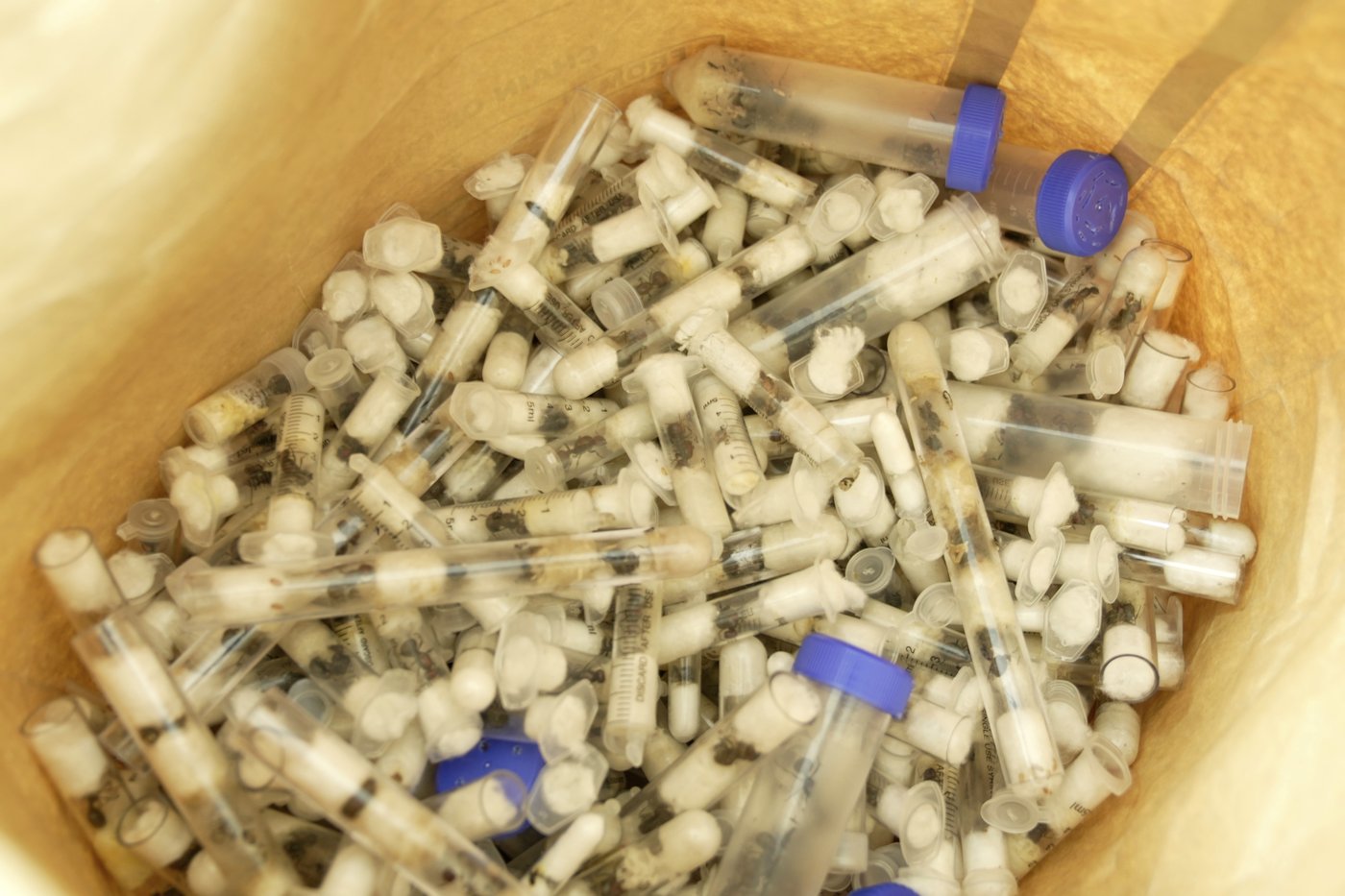 Two Belgian teenagers found with 5,000 ants in Kenya given $7,700 fine or 1-year prison sentence | iNFOnews.ca