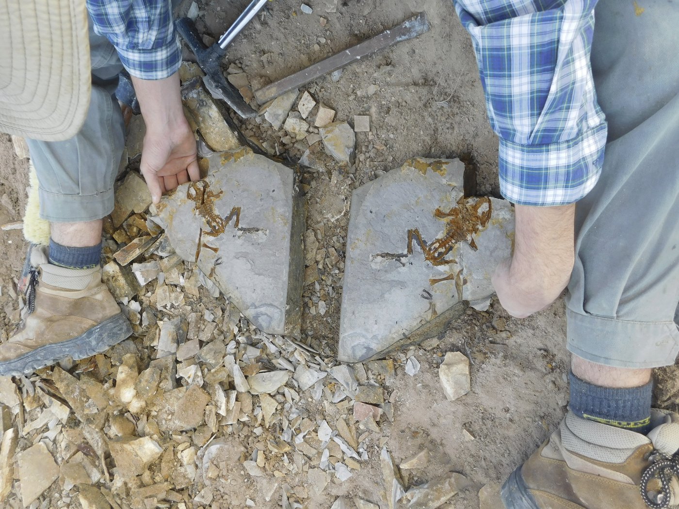 This ancient tadpole fossil is the oldest ever discovered | iNFOnews.ca This ancient tadpole fossil is the oldest ever discovered | iNFOnews.ca