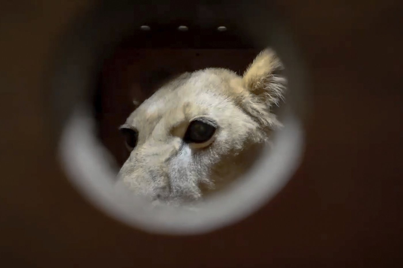 Yaks, bears and cockatoos are among the animals Russia is sending to North Korean zoo | iNFOnews.ca