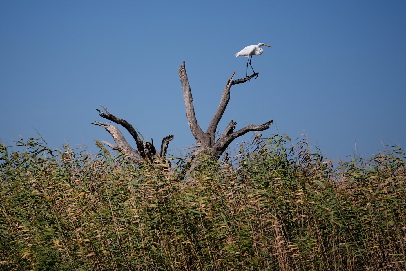 Louisiana is shrinking. Some tribes are fighting to protect what's left of their communities | iNFOnews.ca