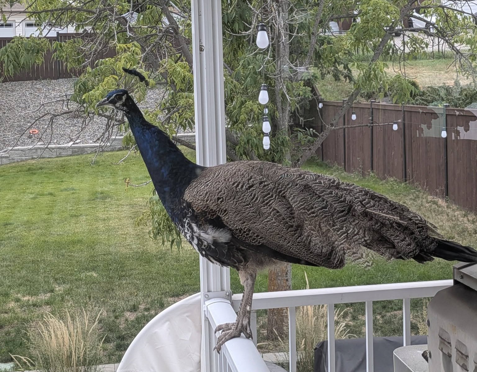A peacock perches on a porch railing.