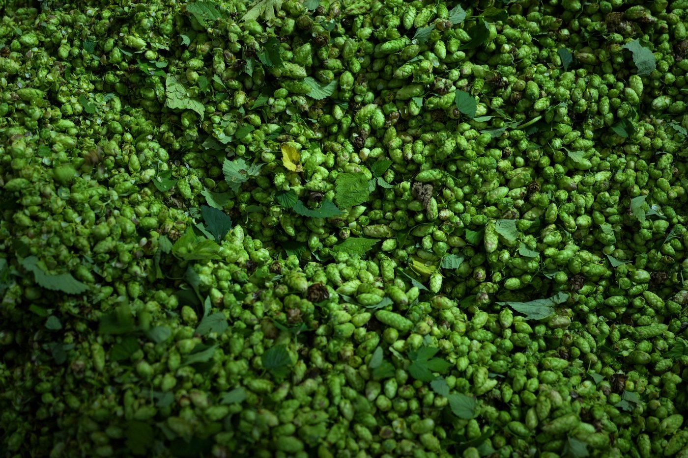 Brewing a cold beer on a warming planet is hard. Germany uses education to fight climate change | iNFOnews.ca Brewing a cold beer on a warming planet is hard. Germany uses education to fight climate change | iNFOnews.ca