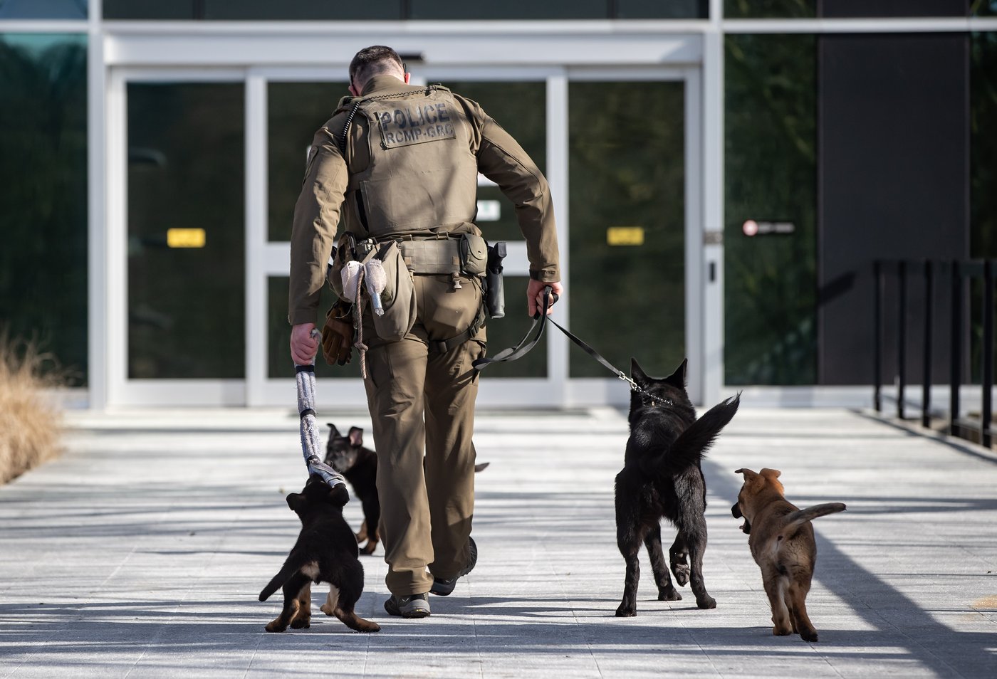 Problems with RCMP police dog program pose 'health and wellness risks': evaluation | iNFOnews.ca