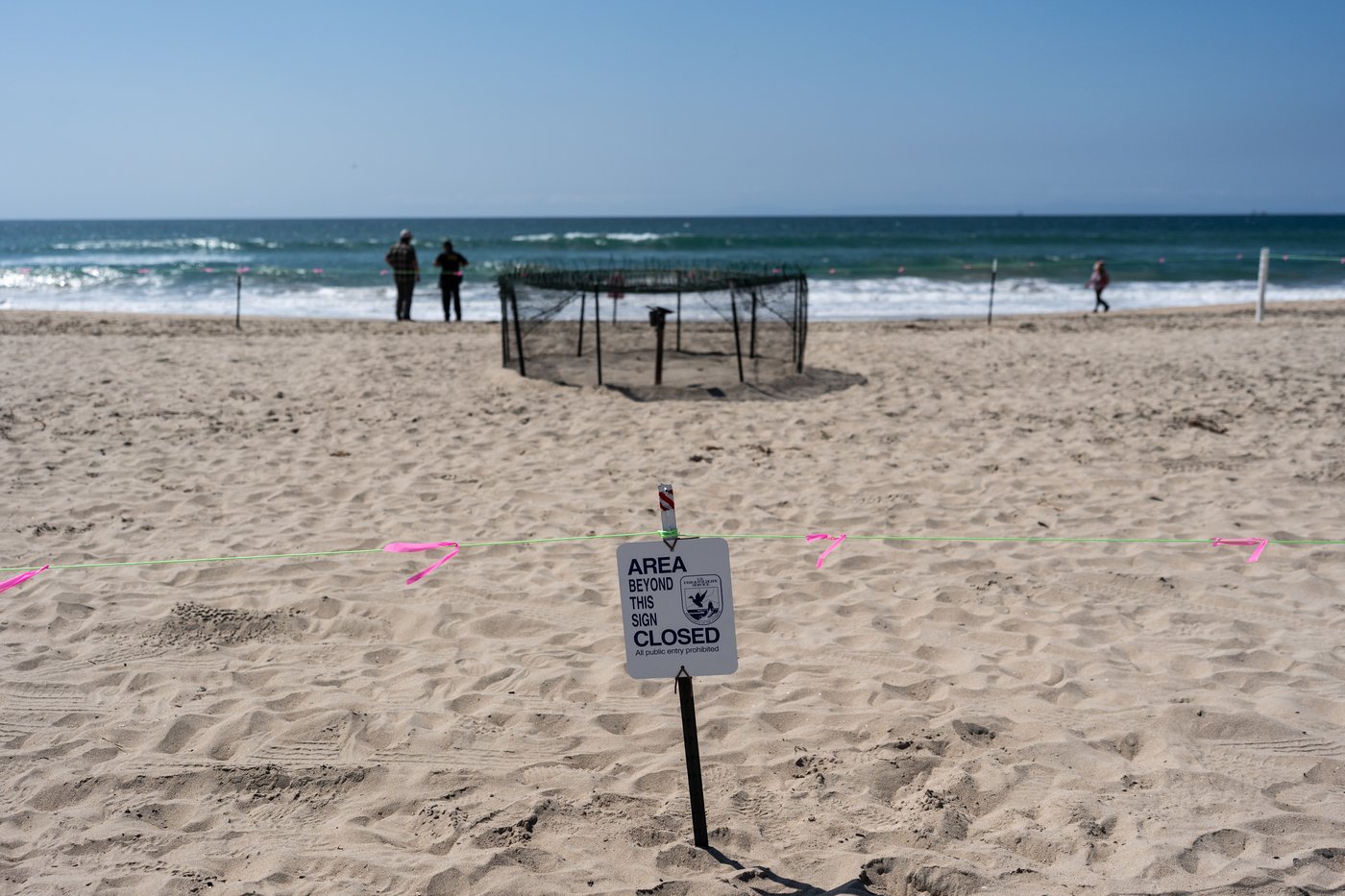 Agency says sea turtle eggs laid on California beaches are a first for the US West Coast | iNFOnews.ca