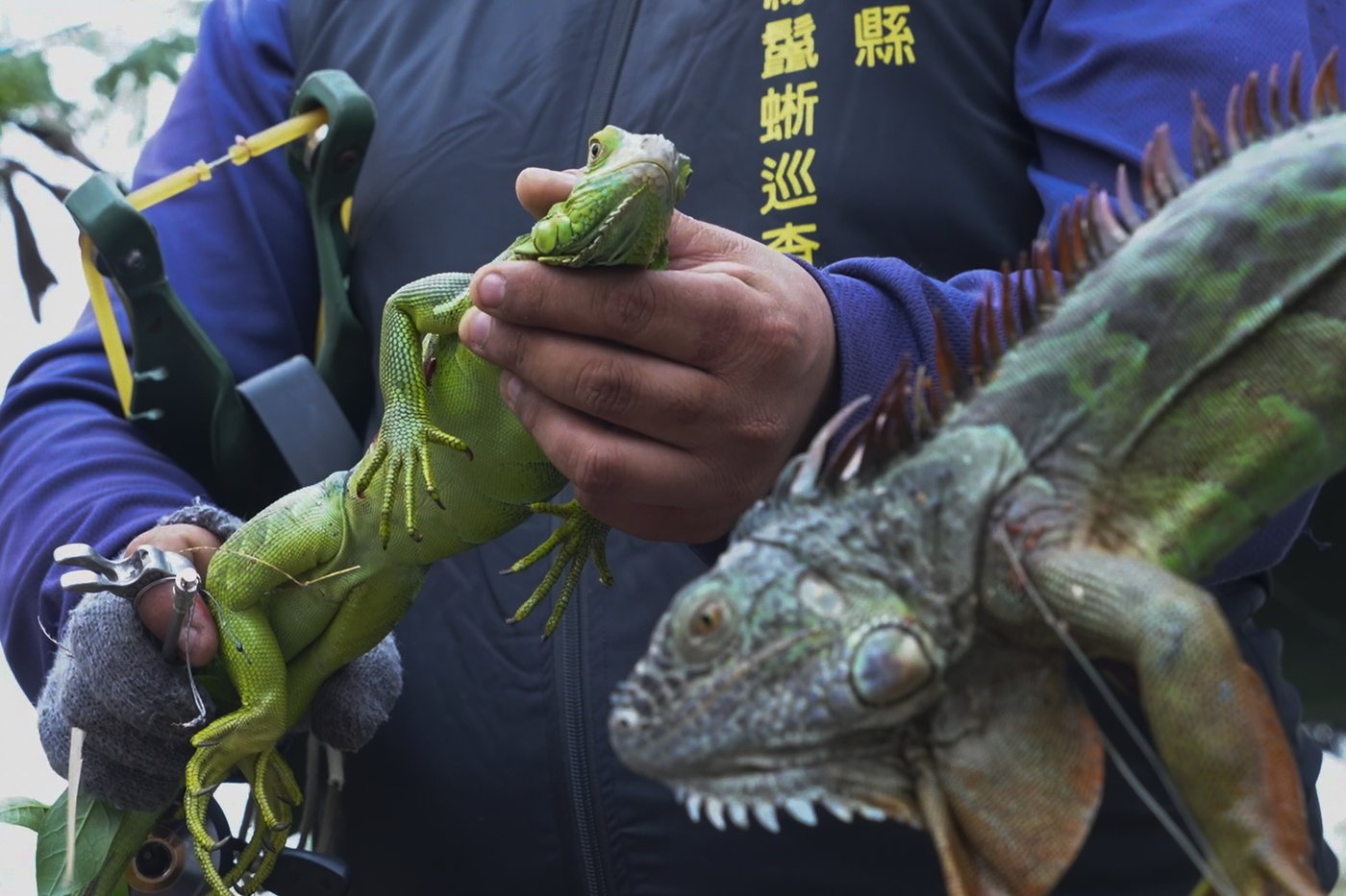 Taiwan plans to cull up to 120,000 green iguanas due to their negative impact on agriculture | iNFOnews.ca Taiwan plans to cull up to 120,000 green iguanas due to their negative impact on agriculture | iNFOnews.ca