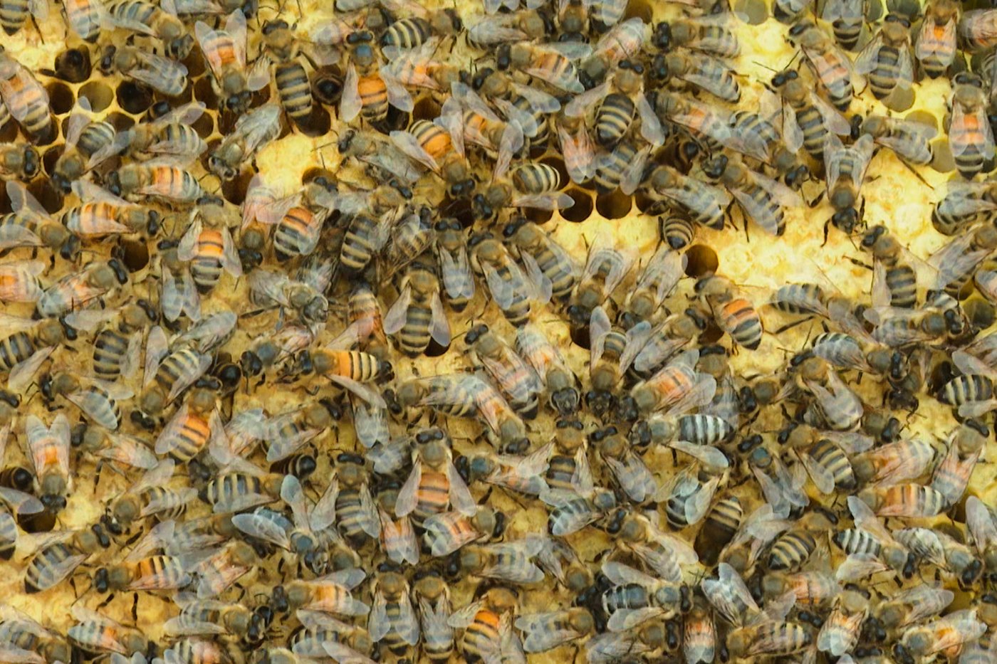 CFIA says there's no need to restrict honey bee imports to ward off deadly mite | iNFOnews.ca