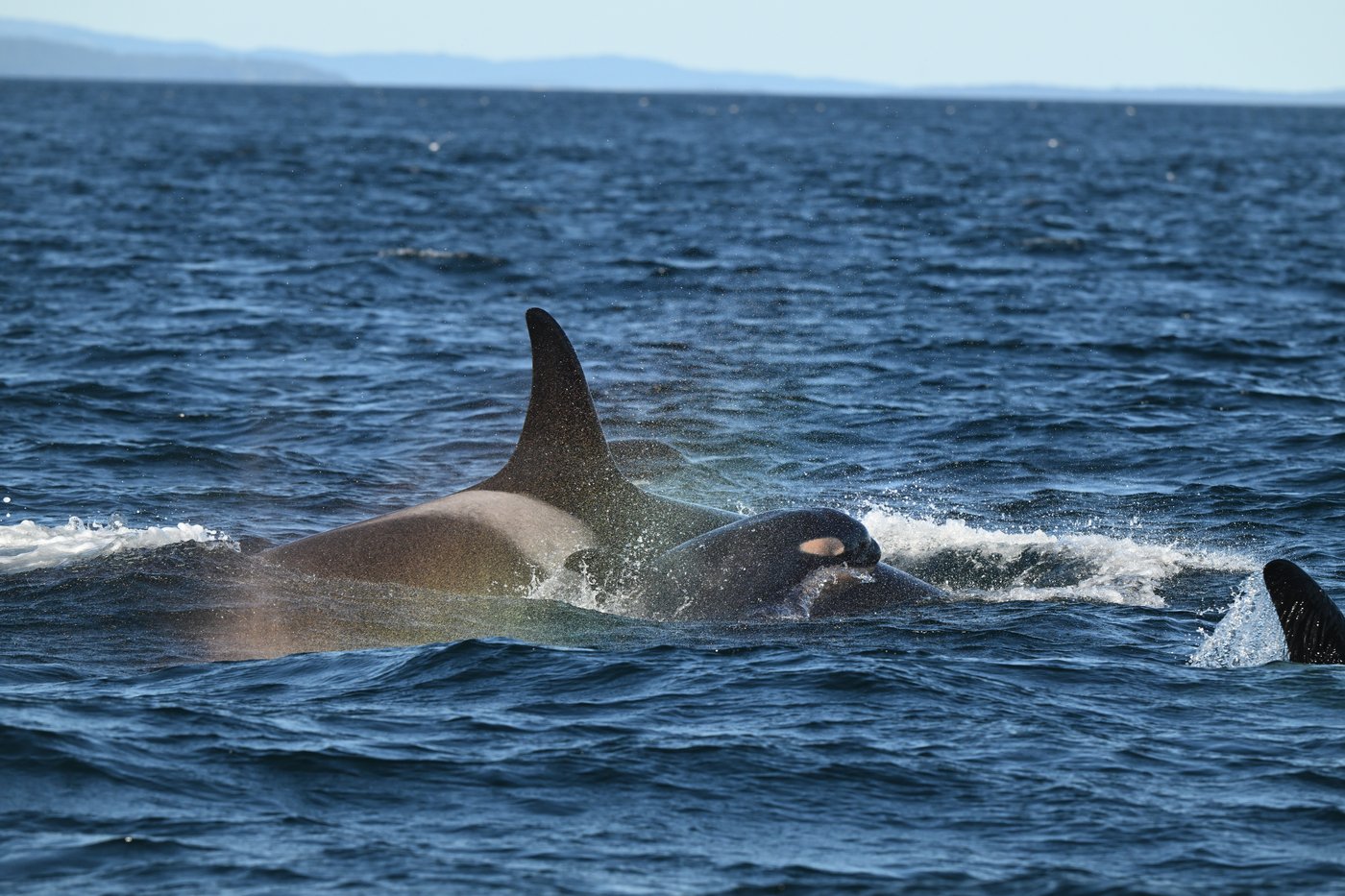 New southern resident killer whale calf spotted in waters near B.C. | iNFOnews.ca