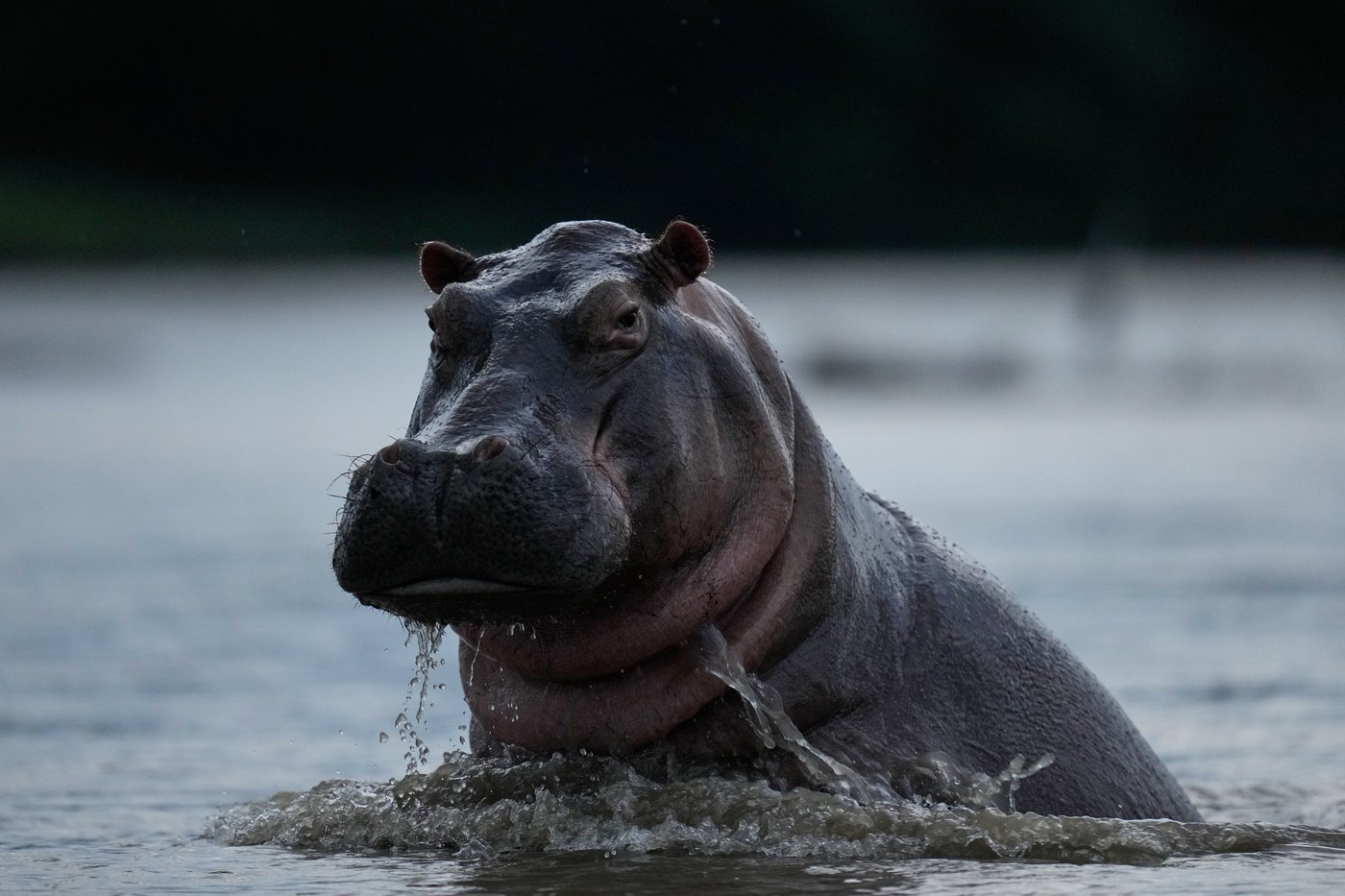 Photos show hippos introduced to Colombia by Pablo Escobar as the nation debates their fate | iNFOnews.ca