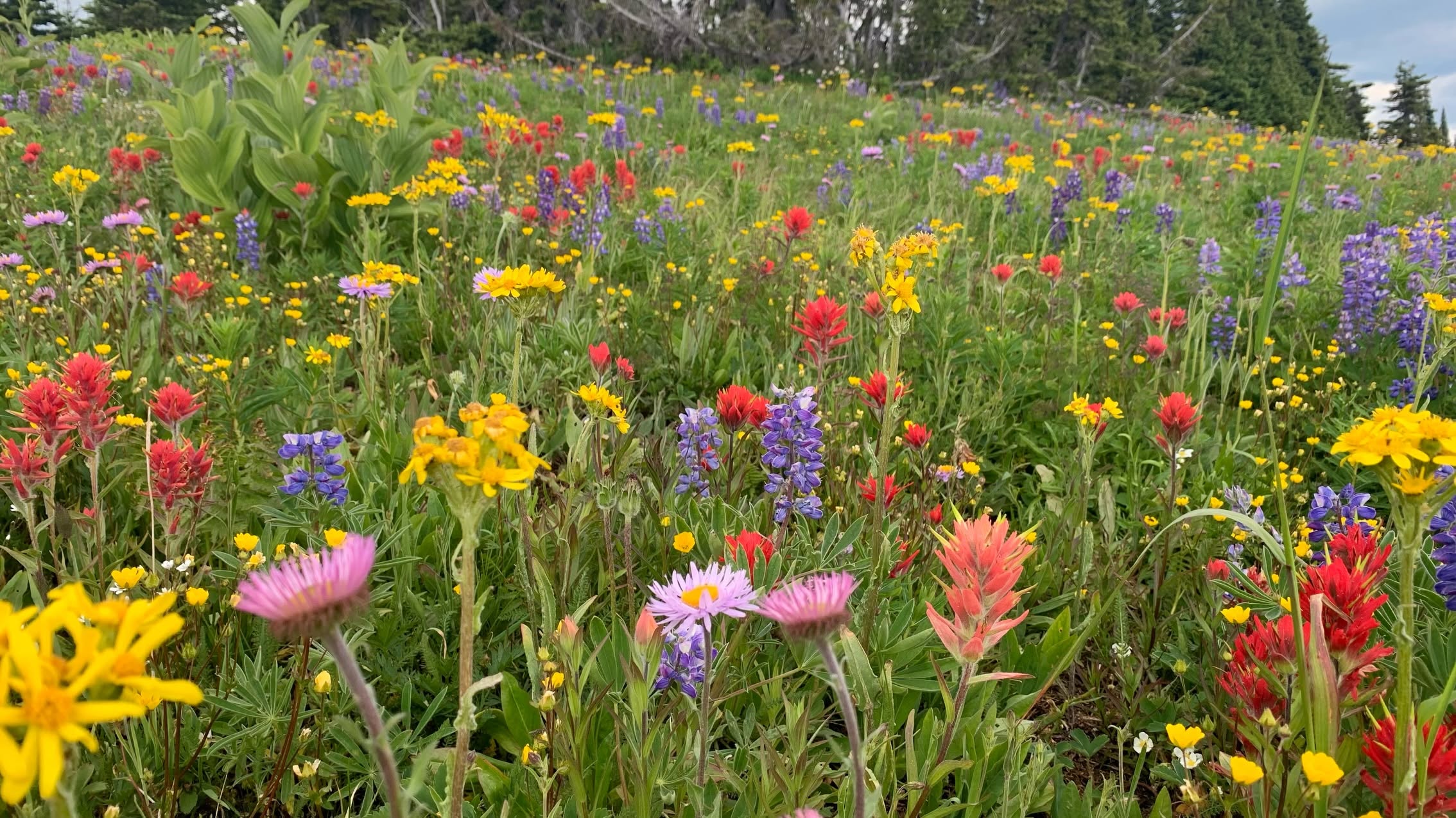 Wildflowers bloom among long grass.