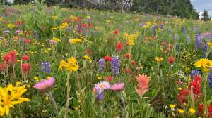 Wildflowers bloom among long grass.