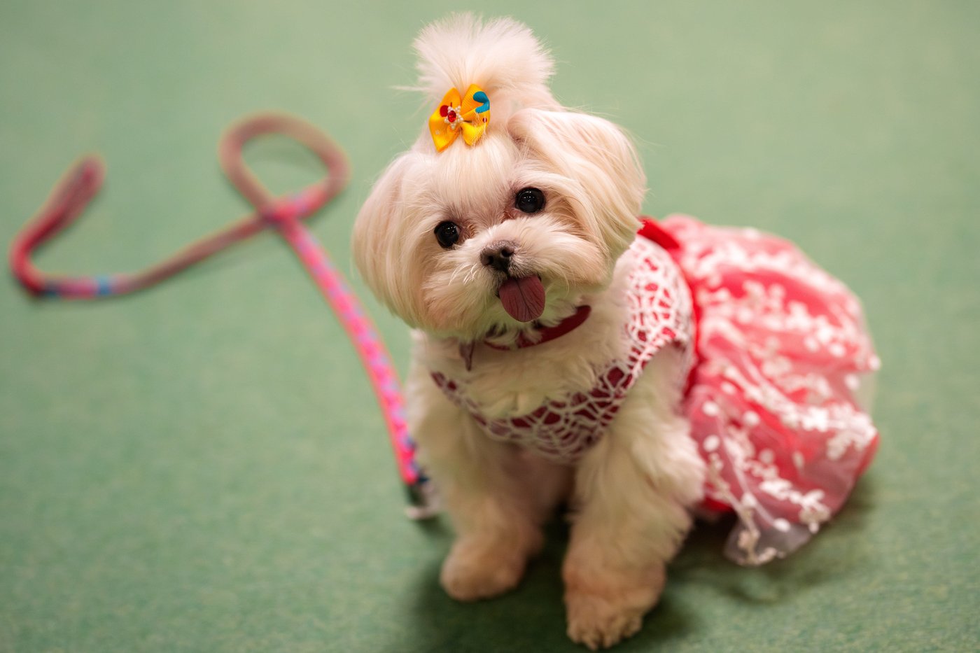 Photos of pets dressed up in costumes for Romania’s annual animal expo | iNFOnews.ca