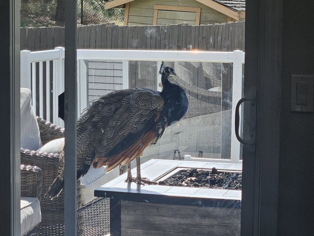 iN PHOTOS: Tony the peacock still on the lam in Kamloops neighbourhood | iNFOnews.ca iN PHOTOS: Tony the peacock still on the lam in Kamloops neighbourhood | iNFOnews.ca