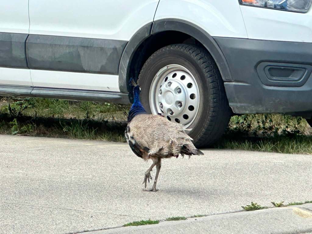 iN PHOTOS: Tony the peacock still on the lam in Kamloops neighbourhood | iNFOnews.ca iN PHOTOS: Tony the peacock still on the lam in Kamloops neighbourhood | iNFOnews.ca