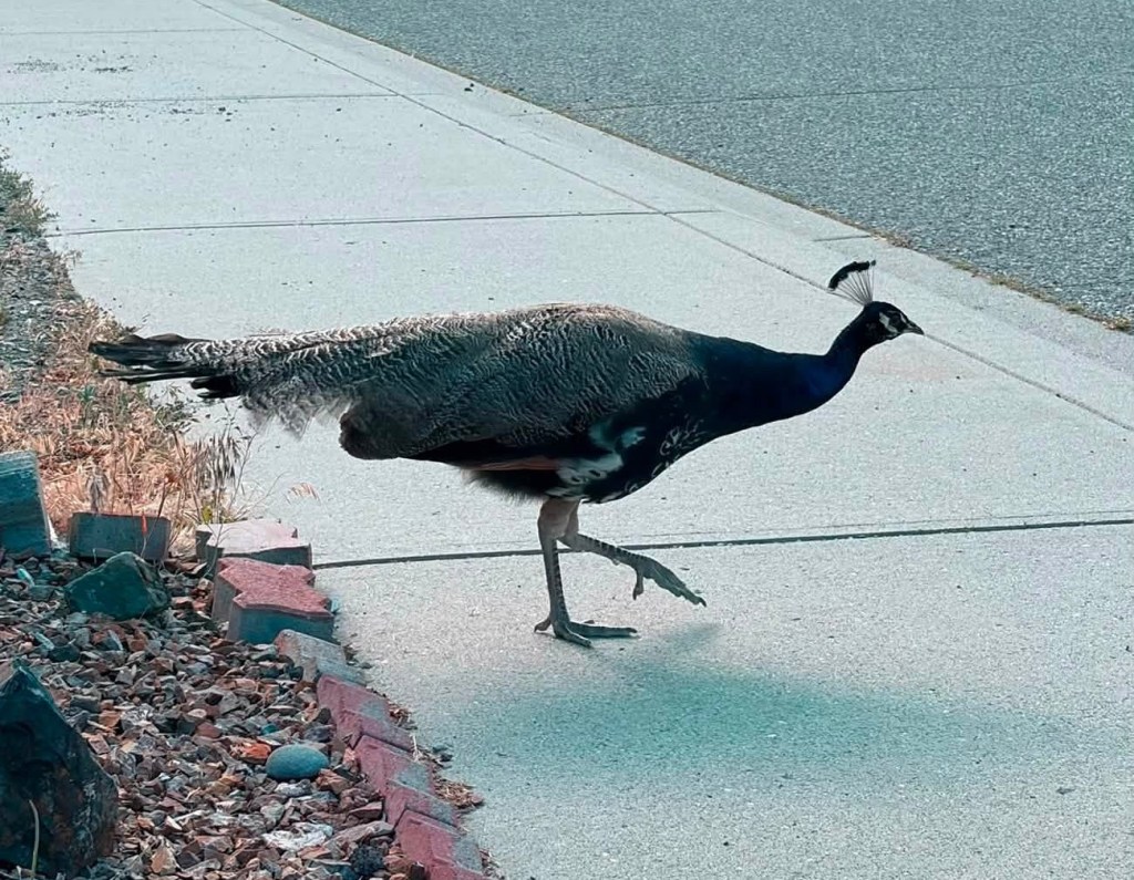 iN PHOTOS: Tony the peacock still on the lam in Kamloops neighbourhood | iNFOnews.ca iN PHOTOS: Tony the peacock still on the lam in Kamloops neighbourhood | iNFOnews.ca