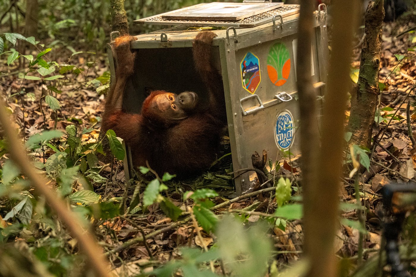 Indonesia relocates 8 orangutans into protected forest after rescue from wildfires | iNFOnews.ca