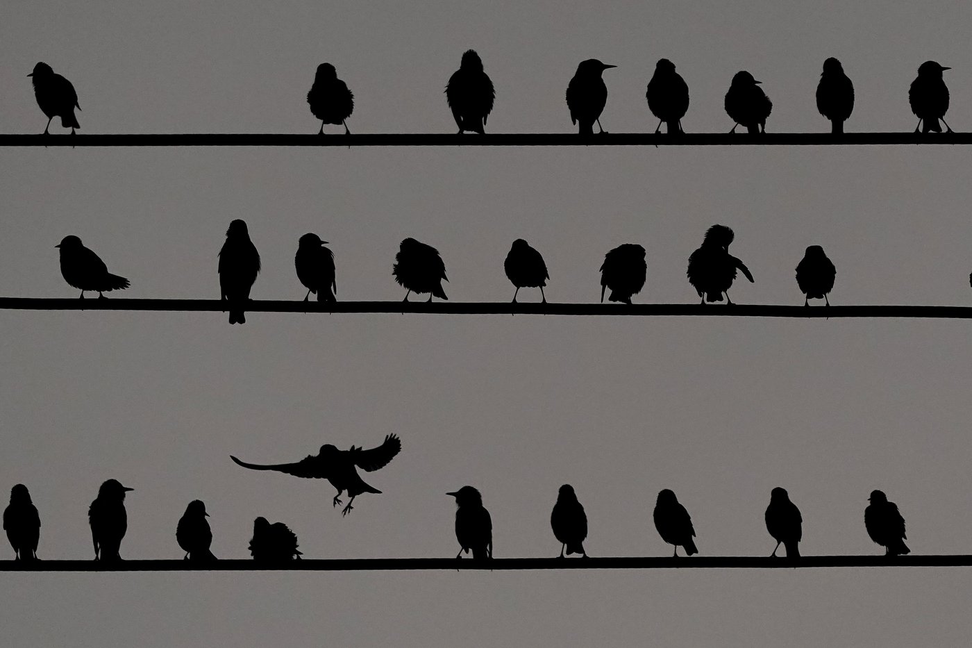 Outside lights are deadly to birds, especially this time of year | iNFOnews.ca