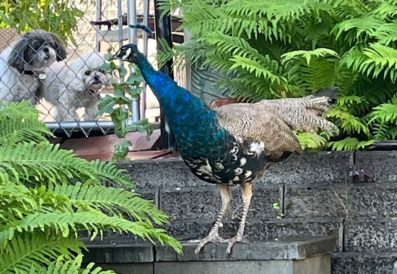iN PHOTOS: Tony the peacock still on the lam in Kamloops neighbourhood