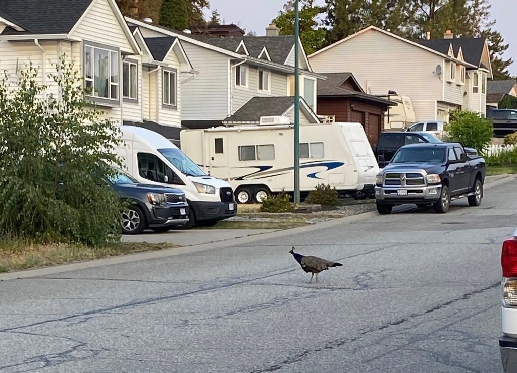 iN PHOTOS: Tony the peacock still on the lam in Kamloops neighbourhood | iNFOnews.ca iN PHOTOS: Tony the peacock still on the lam in Kamloops neighbourhood | iNFOnews.ca