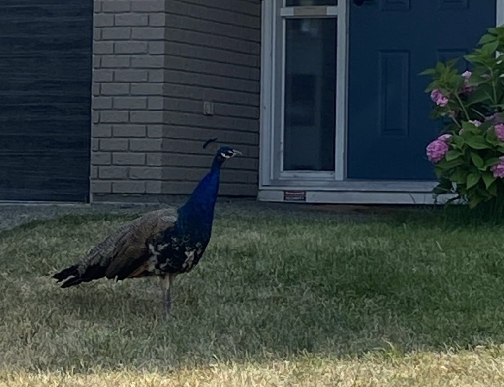 iN PHOTOS: Tony the peacock still on the lam in Kamloops neighbourhood | iNFOnews.ca iN PHOTOS: Tony the peacock still on the lam in Kamloops neighbourhood | iNFOnews.ca
