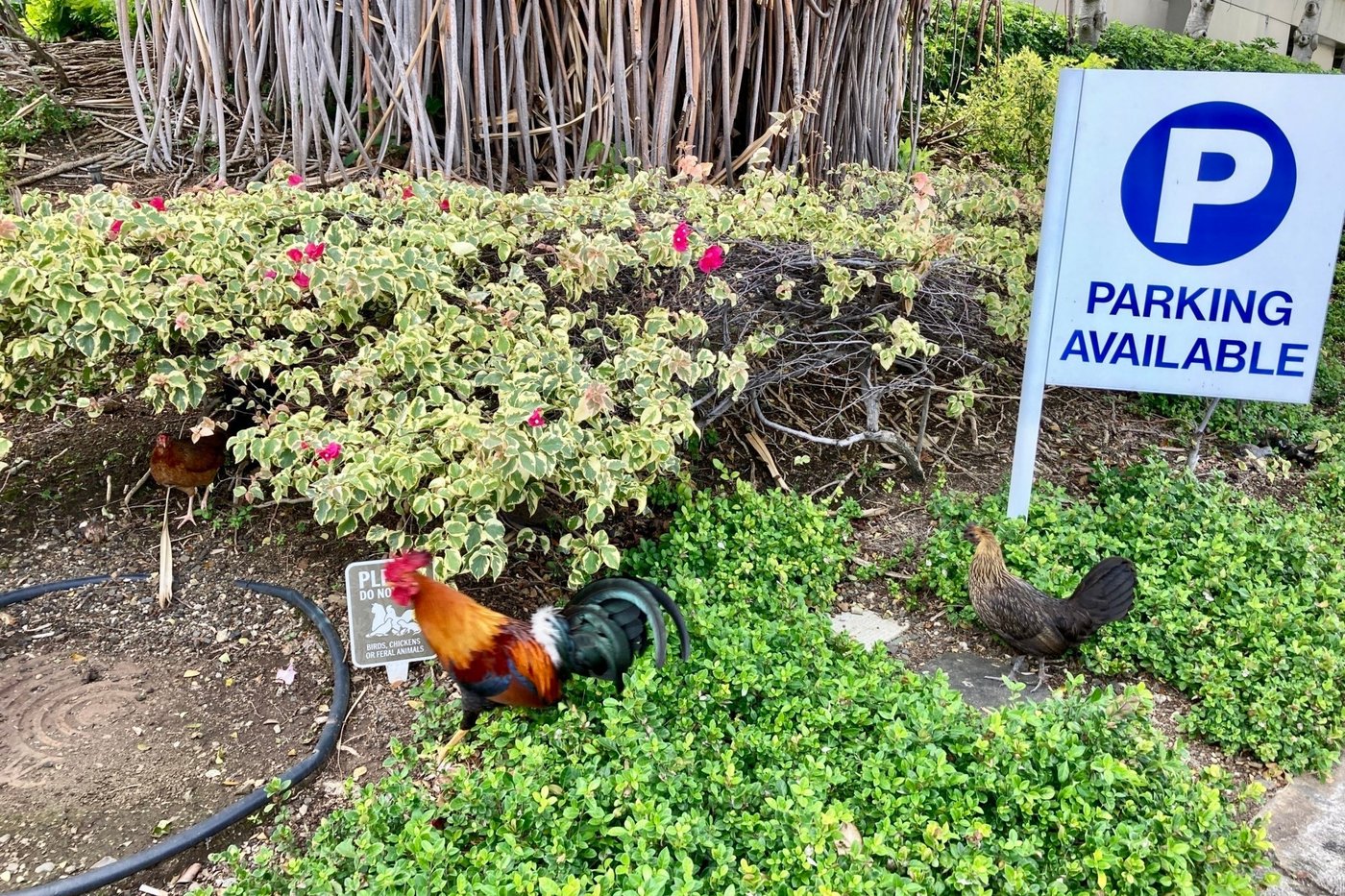 Hawaii residents sick of early crowing and aggressive pecking could be allowed to kill wild chickens | iNFOnews.ca