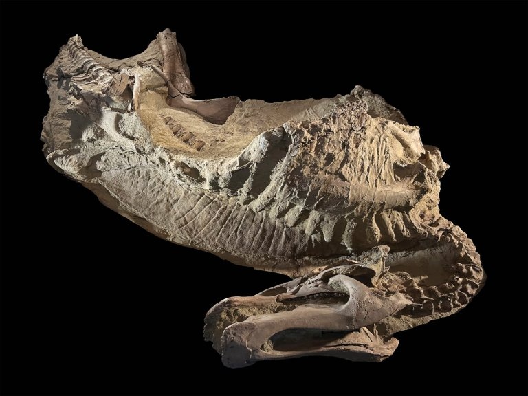 Rare dinosaur mummies help scientists recreate their prehistoric lives | iNFOnews.ca