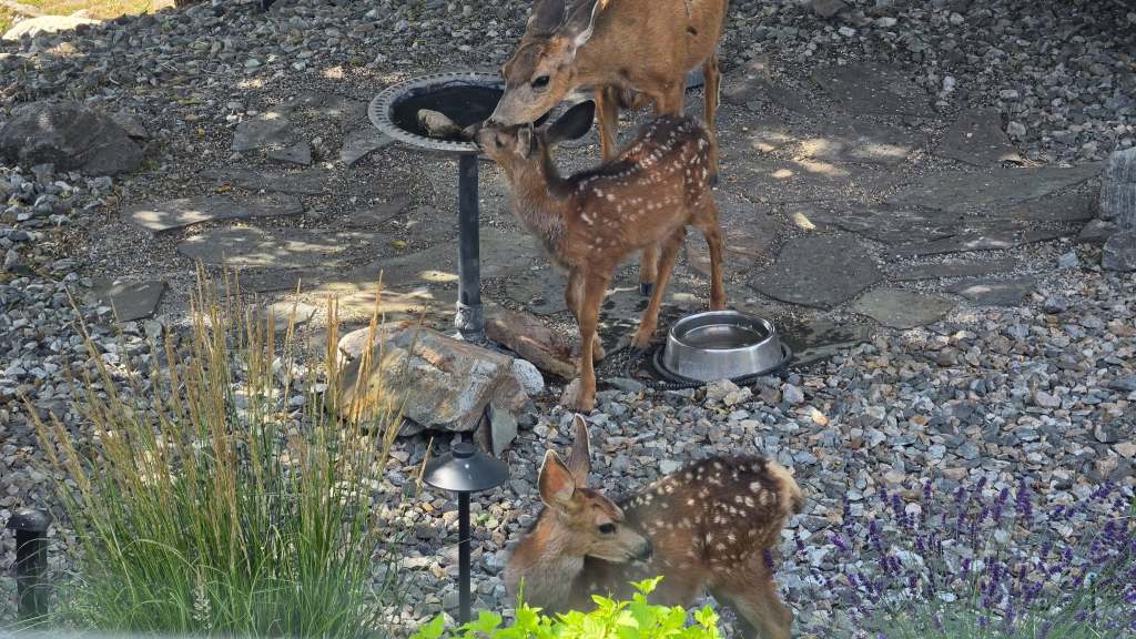 iN PHOTOS: Residents help urban wildlife during drought, wildfires in Thompson-Okanagan | iNFOnews.ca