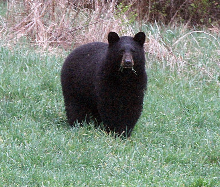 As warming climate brings bears out of hibernation earlier, backyard care is key to coexistence | iNFOnews.ca