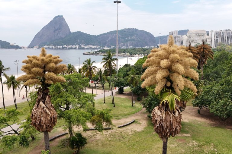Decades-old palm trees in Rio de Janeiro flower for the first - and only - time | iNFOnews.ca