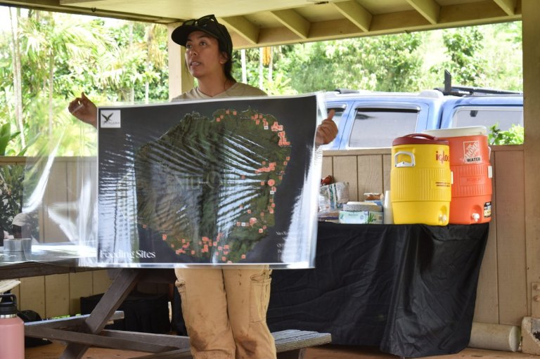 Kaua‘i Community Beetle-Mapping Project May Be A Model For Hawai‘i | iNFOnews.ca