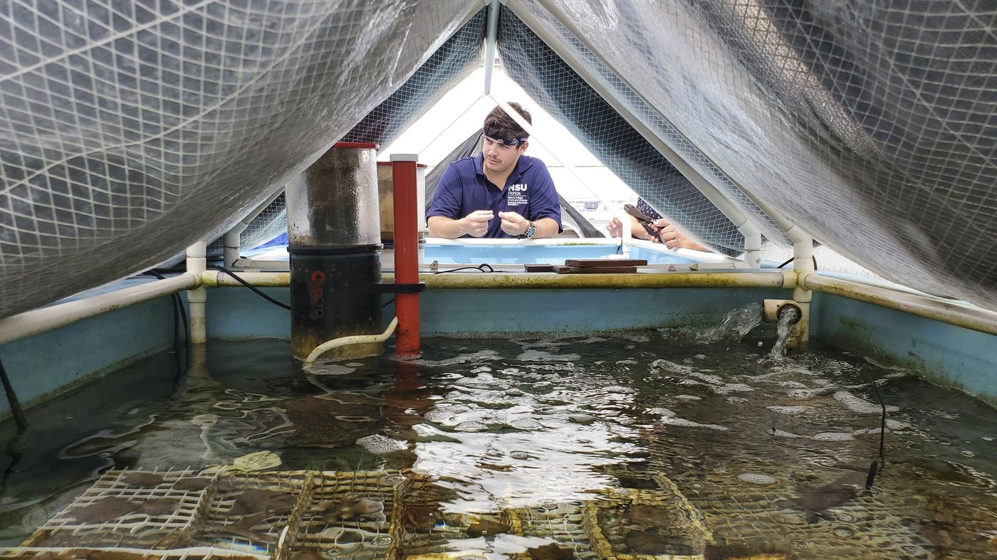 Endangered sea corals moved from South Florida to the Texas Gulf Coast for research and restoration | iNFOnews.ca Endangered sea corals moved from South Florida to the Texas Gulf Coast for research and restoration | iNFOnews.ca