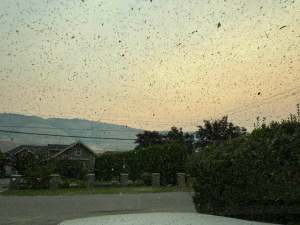 Ash from wildfires falls in a morning sky.