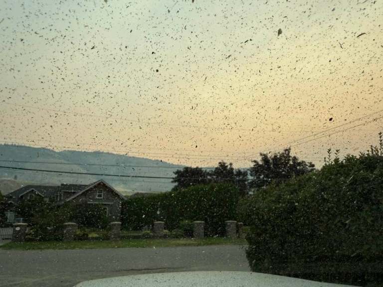 Ash from wildfires falls in a morning sky.