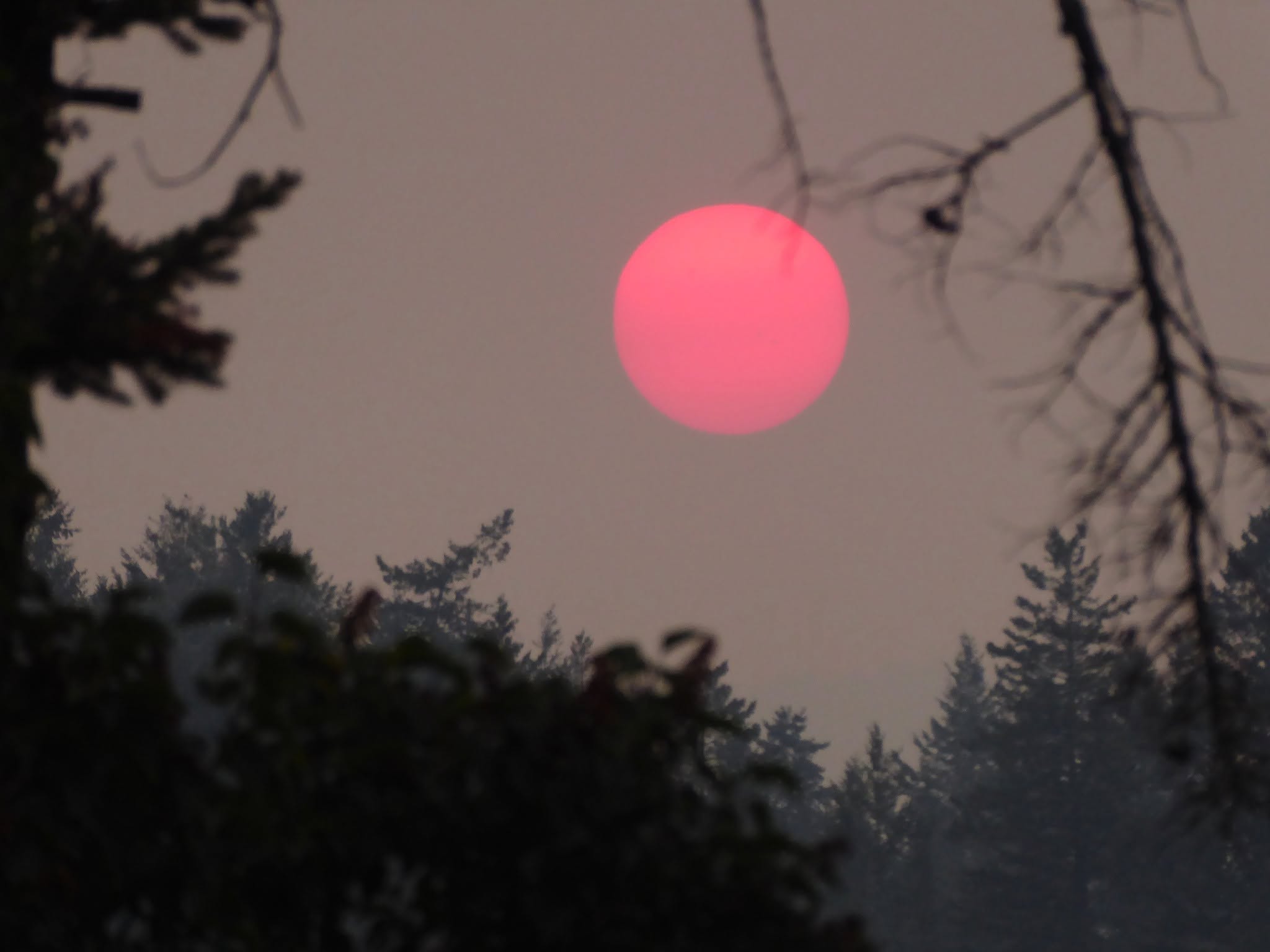 A setting sun is pink through wildfire smoke.