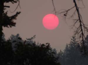 A setting sun is pink through wildfire smoke.