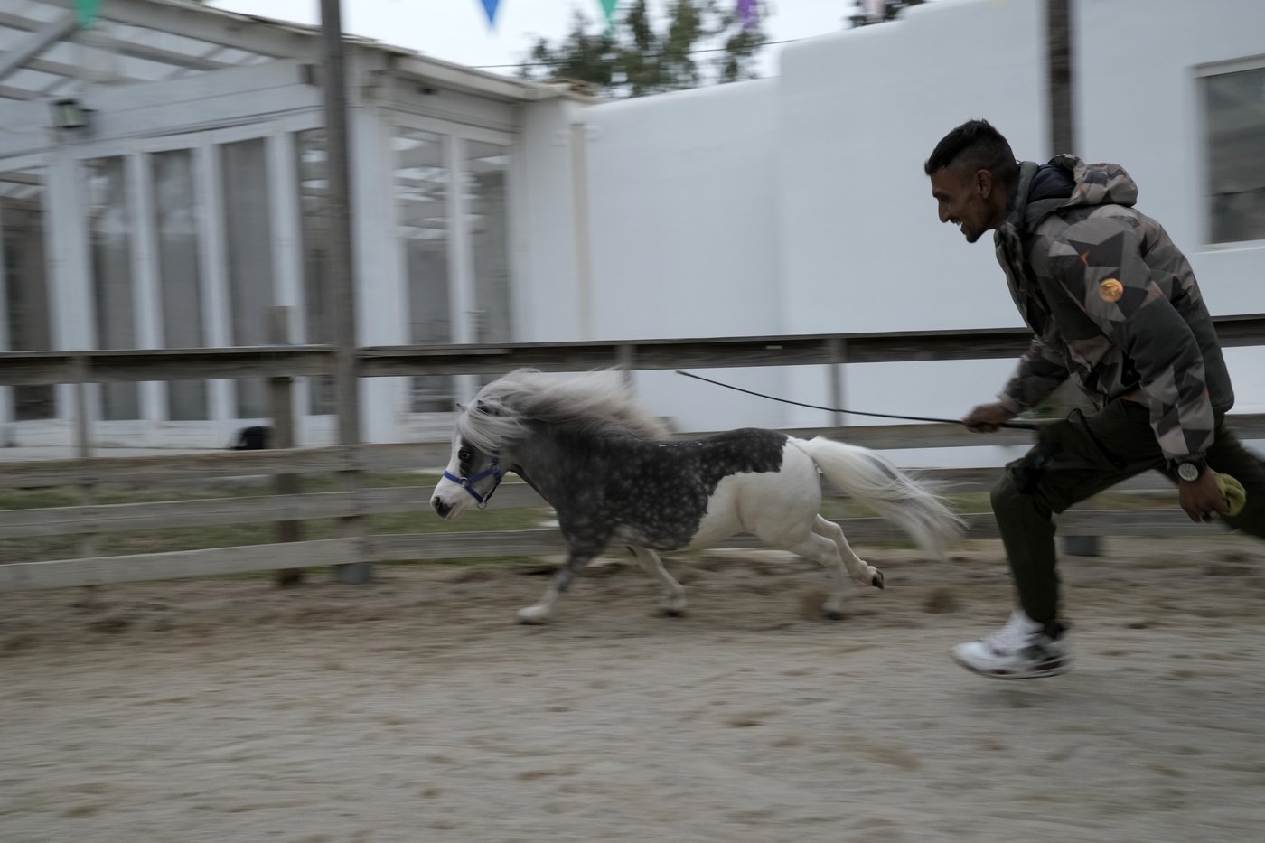 Greece's only miniature therapy horses bring joy to many, but their charity is struggling | iNFOnews.ca