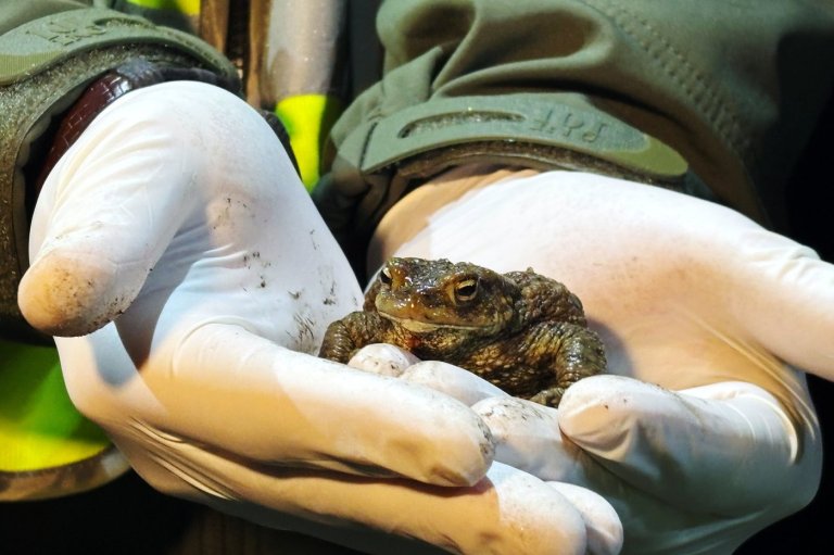 Citizen 'Frog Patrol' helps amphibians survive a dangerous road journey in Poland | iNFOnews.ca