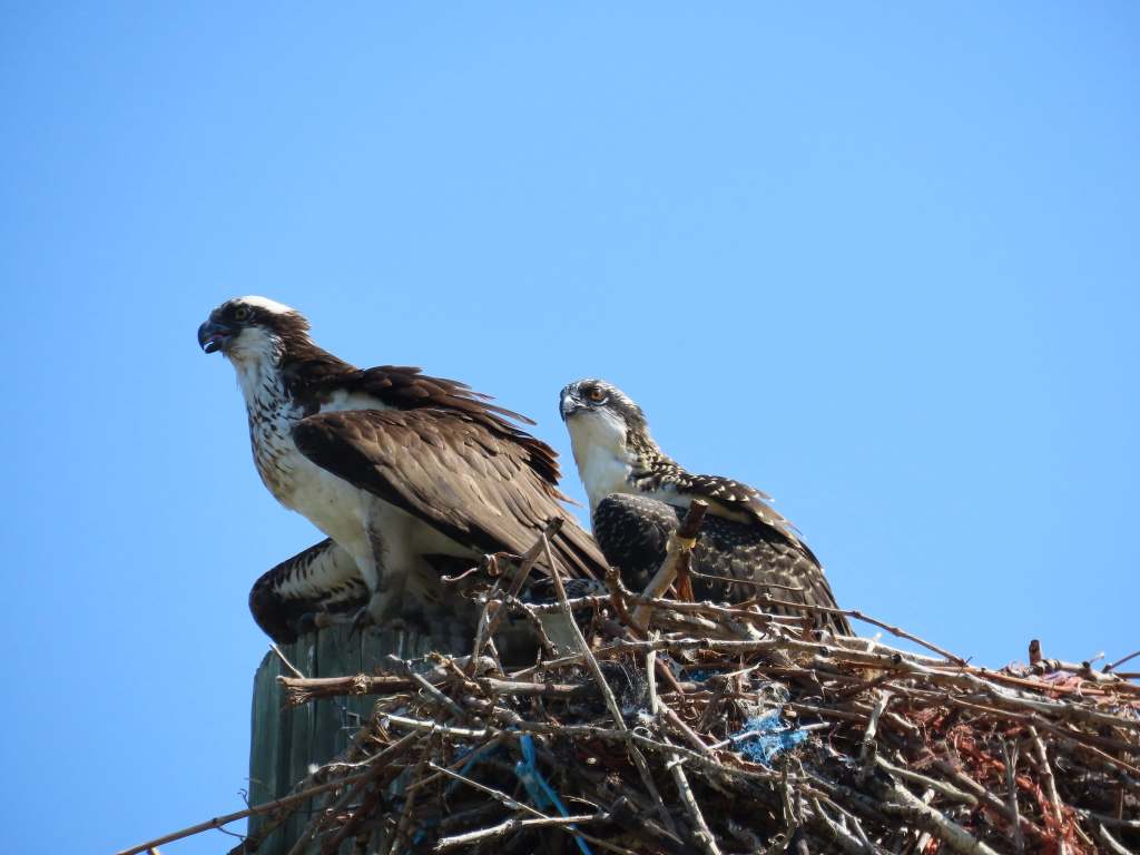 iN PHOTOS: Birds in Thompson-Okanagan show off their engineering skills | iNFOnews.ca iN PHOTOS: Birds in Thompson-Okanagan show off their engineering skills | iNFOnews.ca