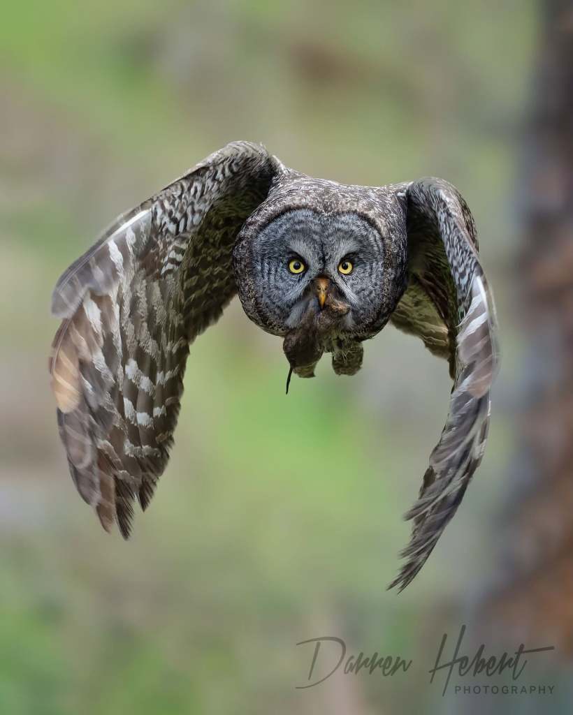 iN PHOTOS: Eat or be eaten is nature's way in Thompson-Okanagan | iNFOnews.ca