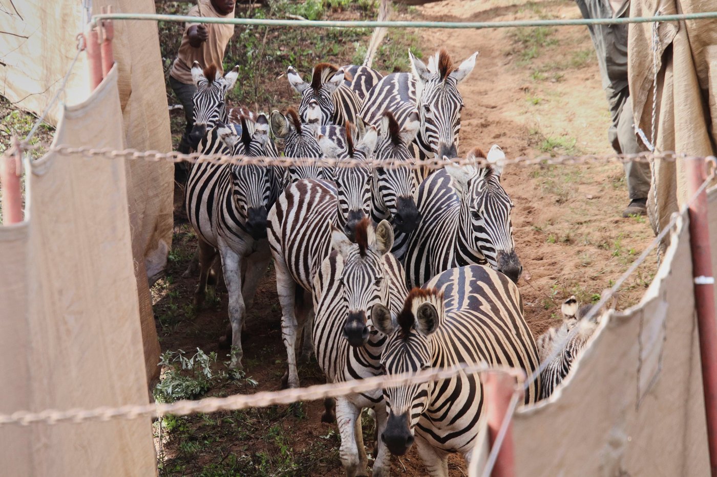 Reviving this African game reserve meant catching and transporting hundreds of wild animals | iNFOnews.ca