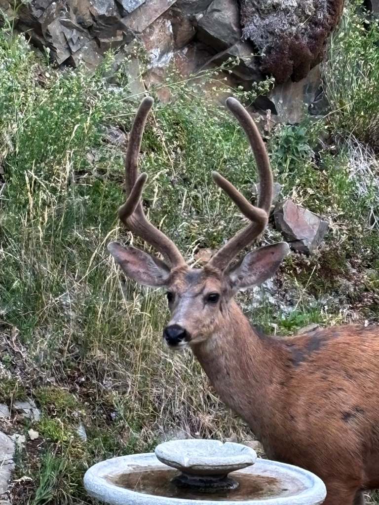 iN PHOTOS: Residents help urban wildlife during drought, wildfires in Thompson-Okanagan | iNFOnews.ca