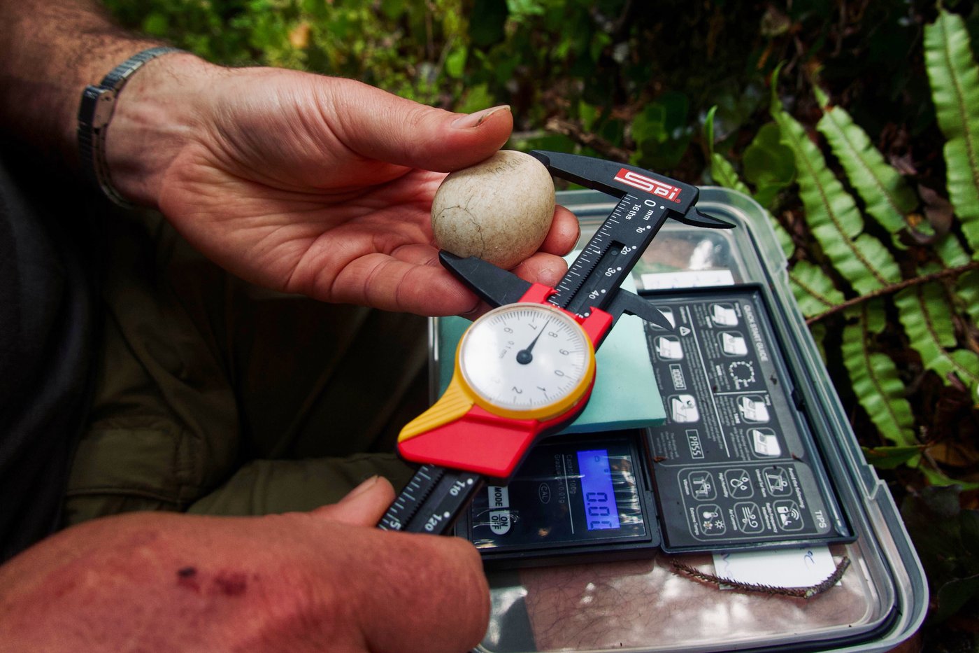 A bumper berry harvest has New Zealand's weird flightless parrot in a rare mood for romance | iNFOnews.ca A bumper berry harvest has New Zealand's weird flightless parrot in a rare mood for romance | iNFOnews.ca